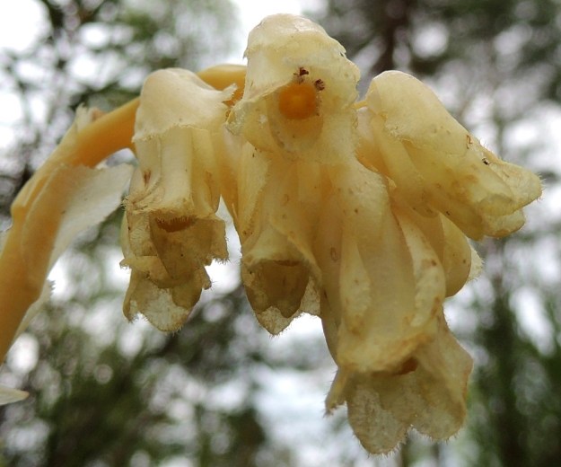 Hypopitys monotropa (Monotropa hypopitys ssp. hypopitys) - kangasmäntykukan teriö, verhiö ja kukan tukilehti ovat ripsireunaiset. Niiden täydellinen samanvärisyys tai värittömyys vaikeuttavat kukan rakenteen havaitsemista. Tukilehti erottuu kuitenkin uloimpana ja leveimpänä. Verholehdet ovat seuraava sisempi kerros, josta osa voi jäädä tukilehden alle. Sisimpänä ja pisimpänä ovat tiiviisti lomittaiset terälehdet. Heteitä on kahdeksan ja kuvan ylimmässä kukassa niiden kaksi ruskeahkoa pontta kurkistaa emin keltaisen, ison ja laattamaisen pyöreän sekä tiheästi ripsireunaisen luotin takaa. EH, Loppi, Räyskälä, Iso-Melkutin-järven Purinlahden eteläranta, 12.8.2017. Copyright Hannu Kämäräinen.