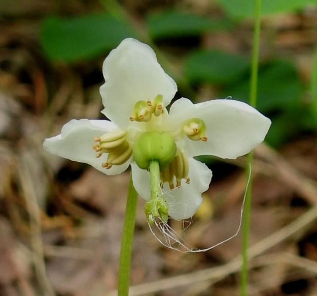 Moneses uniflora - tähtitalvikin neliterälehtisessä kukassa muutkin lukumäärät hieman poikkeavat tavanomaisesta. Heteitä näyttää olevan vain kahdeksan ja luotinliuskoja neljä. Myös sikiäimen ja samalla myös tulevan kodan lohkoja on viiden sijasta neljä. Tähtitalvikin heteiden ponnet ovat kookkaat ja niiden molemmissa puoliskoissa on selvästi havaittava, putkimainen kärkilisäke, josta siitepöly purkautuu. EH, Iitti aivan Kouvolan rajan tuntumassa, Tillola, Miehonkangas, Anhavaistentien laitametsä, 1.7.2017. Copyright Hannu Kämäräinen.