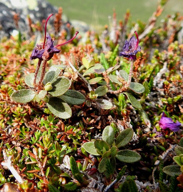 Rhododendron lapponicum - lapinalppiruusun lehdet ovat tuoksuvat ja talvehtivat sekä säilyvät versoissa kaikkiaan noin kaksi vuotta. Lehtilapa on soikea ja pyöreäkärkinen tai pitkänpyöreä. Yläpinta on tiheästi kilpikarvainen. Pituutta lehtilavalla on tavallisesti noin 5-20 mm ja leveyttä noin 3-17 mm. EnL, Enontekiö, Kilpisjärvi, Saana, luoteisrinne lähellä lounaista pahtaseinämää, tunturipaljakka, 745 m mpy, 5.7.2018. Copyright Hannu Kämäräinen.