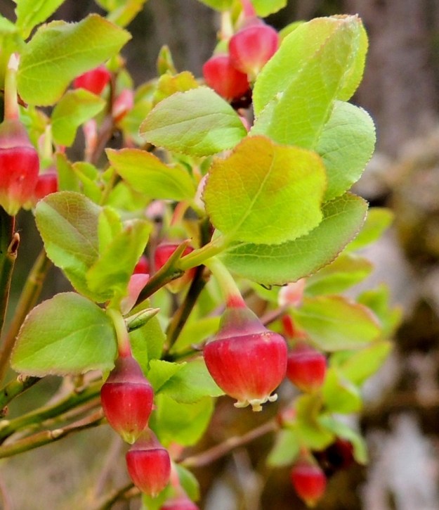 Vaccinium myrtillus - (kangas)mustikan kukan verhiö on sen sisään jäävän, kartiomaisen kukkapohjuksen kanssa kukintavaiheessa yhteensä noin 2-2,5 mm pitkä ja vihertävä tai punertava. Sen laita on tasaisen liuskaton tai hyvin matalasti aaltoileva. Emin vartalo on noin teriön pituinen tai selvästikin teriöstä ulos tuleva, kuten edellisessä kuvassa. Se on noin 5-7 mm pitkä. EH, Hämeenlinna, Sairio, Aulangonjärven eteläpuoli, Kihtersuolta Papinniittyyn vievän kävelytien laitametsä, 12.5.2013. Copyright Hannu Kämäräinen.