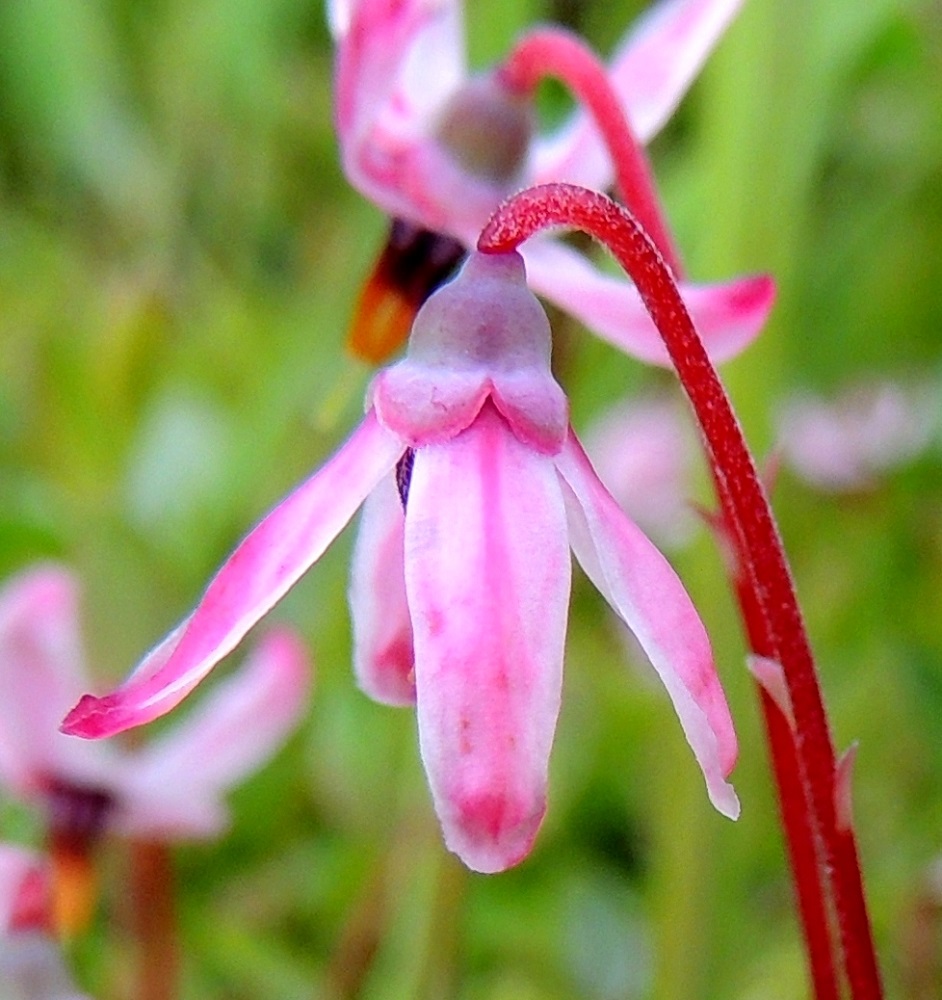 Vaccinium oxycoccos - isokarpalon teriö on ratasmainen ja tyveltään yhdislehtinen mutta verhiöön saakka neliliuskainen. Nupun avautumisen jälkeen liuskat ovat jonkin aikaa sivulle tai kellomaisesti alaspäin suuntautuneet. Tällöin teriön läpimitta on noin 12-15 mm. Terälehdet ovat suikeat tai suikean tasasoukat, suippo- tai pyöreähköpäiset ja tavallisesti noin 6-8 mm pitkät sekä noin 2-3 mm leveät. Myös verhiö on neliliuskainen ja sen sisään jäävän, puolipallomaisen kukkapohjuksen kanssa noin 2-2,5 mm pitkä. Liuskat ovat yleensä punertavat, pyöreäkärkiset, ripsireunaiset ja noin 1 mm pitkät. Kn, Vaala, Neittävä, Kiiskeroisentien länsipuolella olevan Likainen-lammen rantaneva, 11.7.2015. Copyright Hannu Kämäräinen.