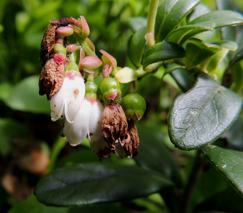 Vaccinium vitis-idaea - (taiga)puolukan kukat ovat tukilehdelliset ja perälliset. Tukilehti on vihreä tai punertava, soikeahko ja ripsireunainen sekä noin 2-3 mm pitkä. Sen alla ovat kukintavaiheessa vielä tallella tukilehteä pienemmät ja nuppua suojanneet kaksi suomua. Kukkaperä on lyhytkarvainen ja noin 1-2 mm pitkä. Kuvasta on hyvin nähtävissä, kuinka puolukan marja kehittyy verhiön sisällä olevasta kukkapohjuksesta, joka vähitellen paisuu marjaksi. Rakenteellisesti sitä kutsutaankin pohjusmarjaksi. Kuvassa ripsireunaisina näkyvät verhiönliuskat jäävät marjan kärkeen, kuten marjakuvista on nähtävissä. U, Hanko, Anckars, Kartanontien varrella oleva kangasmetsä, YKJ 15.6.2013. Copyright Hannu Kämäräinen.