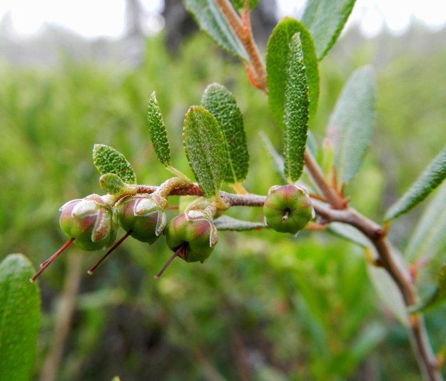 Chamaedaphne calyculata - vaiveron kotahedelmä on pallomainen, vihertävä, ruskehtava tai punertava ja viisilokeroinen sekä noin 2,5-3 mm pitkä. Sen kärjessä pysyy loppuun asti emin kuivuva vartalo. Kota avautuu lokerosaumoistaan. Kn, Suomussalmi, Kotiranta, Raatteentie noin 1 km Raatteenportista itään, tien varren venäläisten joukkohauta-alue rämeen laiteessa, 10.7.2011. Copyright Hannu Kämäräinen.