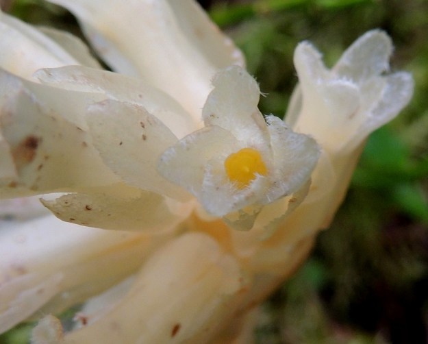Hypopitys monotropa (Monotropa hypopitys ssp. hypopitys) - kangasmäntykukan teriö on kärjestään tavallisesti noin 5-8 mm leveä. Vasemmalla näkyvät viereisen kukan teriön ympärillä olevat, erilliset verholehdet. Niin terä- kuin verholehdetkin ovat sisäpinnaltaan karvaiset. EH, Loppi, Räyskälä, Pernunnummi, Iso-Melkutin-järven pohjoisrannan mäntykangas, 12.8.2017. Copyright Hannu Kämäräinen.