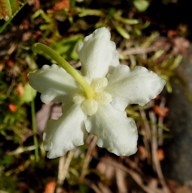 Moneses uniflora - tähtitalvikin kukan terälehdet ovat soikeat tai puikeahkot, laidoiltaan poimuiset ja tavallisesti noin 7-10 mm pitkät ja leveimmältä kohtaa noin 4-7 mm leveät. Verhiö on huomattavan pieni ja terälehtien tavoin yleensä valkoinen sekä useimmiten viisilehtinen. Verholehdet ovat pyöreähköt tai leveänsoikeat, lyhyesti ripsireunaiset ja tavallisesti noin 1,5-2 mm pitkät. Ks, Kuusamo, Vasaraperä, Jäkäläniemi, Yli-Kitka-järven kaakkoisranta Apajalahden ja Mäntyniemen välissä, Mäntyniementieltä nouseva metsärinne, 9.7.2019. Copyright Hannu Kämäräinen.