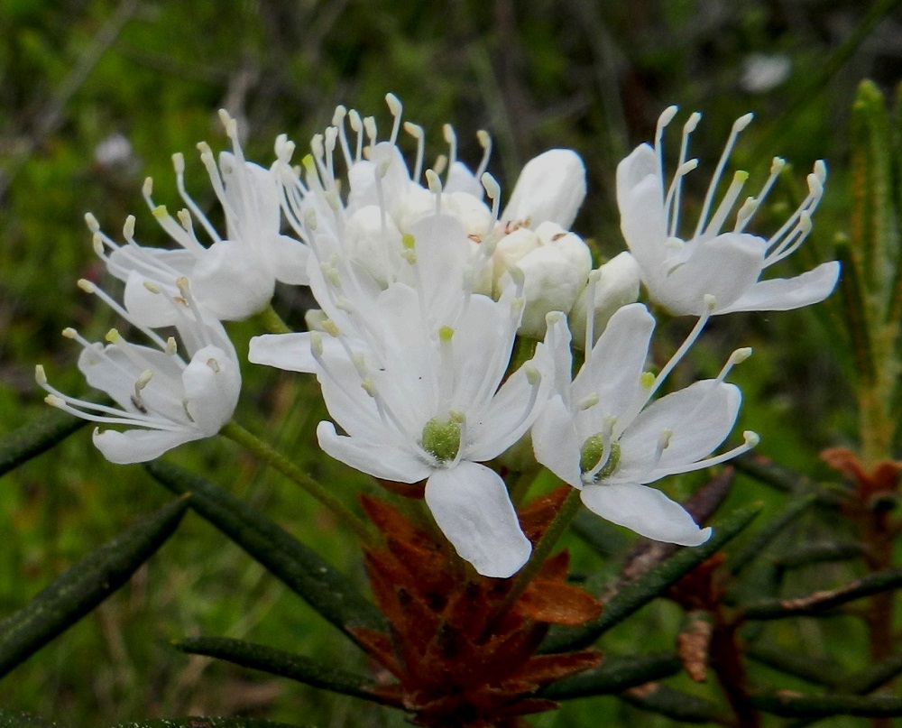 Rhododendron tomentosum - suopursun kukassa on useimmiten viisi ja harvemmin kuusi terälehteä. Ne ovat lähinnä soikeita ja yleensä noin 5-7 mm pitkiä sekä noin 3-4 mm leveitä. Heteet ovat noin 7-10 mm pitkät ja palhoiltaan valkoiset. Emi on yksivartaloinen ja -luottinen. Vartalo on noin 3-5 mm pitkä ja valkoinen. Sikiäin on pallomainen, vihreä ja tiheästi sekä hyvin lyhyesti nystykarvainen. EH, Hämeenlinna, Pullerinmäki, Ahvenistonharjun juurella olevan Kahtoilammen luoteispään rantanevan laitaräme, 1.6.2012. Copyright Hannu Kämäräinen.