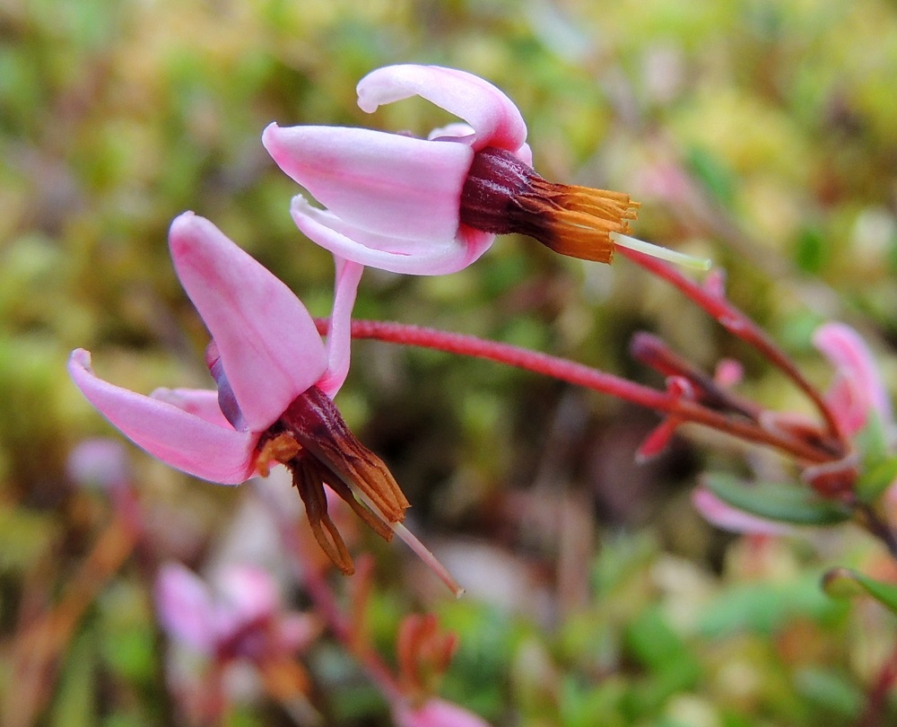 Vaccinium oxycoccos - isokarpalon teriönliuskat kääntyvät pian kukan avautumisen jälkeen jyrkästi ja kärkiosastaan sisäänpäin kaartuen taaksepäin. Teriö on tällöin noin 7-10 mm leveä. Heteitä on kahdeksan ja ne ovat noin 5-6 mm pitkät. Palhot ovat litteät, punaruskeat ja karvareunaiset. Ponnet ovat keltaiset tai kellanruskeat ja niiden molemmissa puoliskoissa ovat uloimpina pitkät, putkimaiset lisäkkeet, joista siitepöly purkautuu. Emin vartalo on vaalea tai punertava ja noin 7-8 mm pitkä. Kn, Kajaani, Vuolijoki, Käkilahti, Oulujärven Käkilahdesta alkavan pikkujoen, Kaivosojan, itäpuolella oleva Kaivosluhta, osittain rimpinen neva, 11.7.2015. Copyright Hannu Kämäräinen.