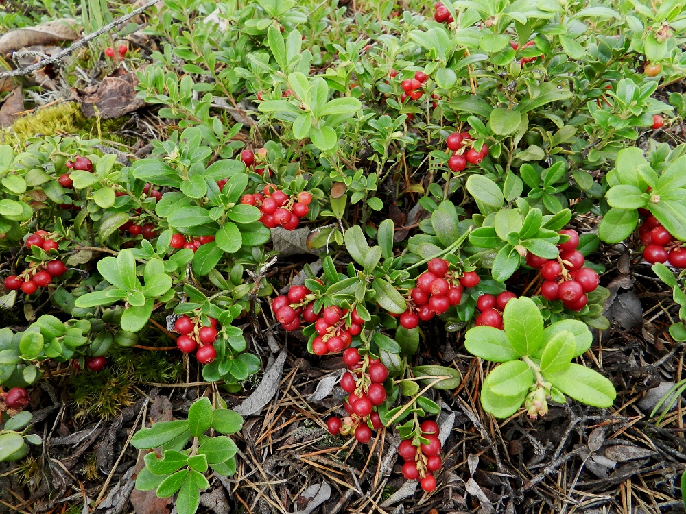 Vaccinium vitis-idaea - (taiga)puolukka on satoisin ja kerätyin luonnonmarja Suomessa. Marjasato vaihtelee ja on noin 200-500 miljoonaan kiloa vuodessa. Sadosta kerätään talteen vain noin 8-10 %, joten marjoista valtaosa jää aina lintujen ja muiden eläinten, jopa karhujen, hyödynnettäväksi. EH, Janakkala, Vuortenkylä, Tunturinvuori, harjun yläosa, luonnonsuojelualue, 1.9.2012. Copyright Hannu Kämäräinen.