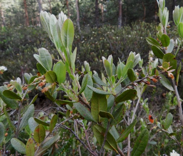 Chamaedaphne calyculata - vaiveron kukinta on Etelä-Hämeen eliömaakunnassa kesäkuun alussa yleensä jo ohi. Vuosiversojen varret ovat tässä vaiheessa kellanvihreät, ruskehtavat tai punertavat ja uudet lehdet ovat heleimmillään. EH, Hattula, Retula, Retulansaarentien ja Vanajaveden Vittiänlahden välinen, mäntyvaltainen, ojitettu rämealue, 4.6.2012. Copyright Hannu Kämäräinen.