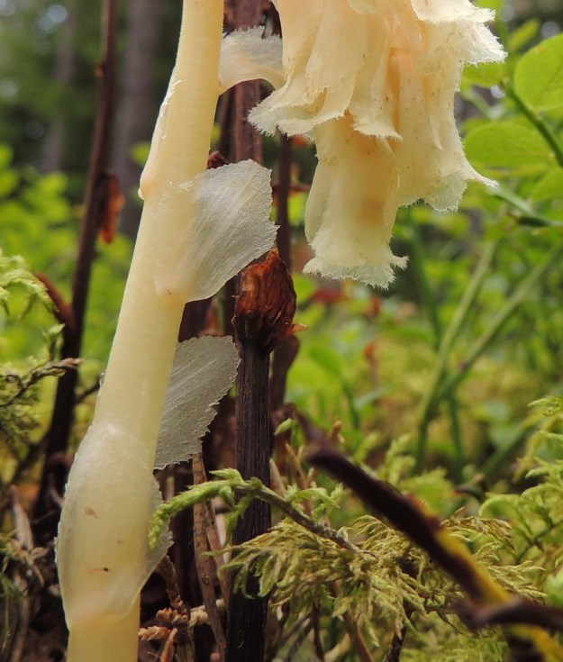 Hypopitys monotropa (Monotropa hypopitys ssp. hypopitys) - kangasmäntykukan varsi on haaraton, tanakka, mehevä mutta jäykkä ja kalju tai yläosastaan lyhytkarvainen. Suomumaiset varsilehdet ovat tavallisesti noin 10-15 mm pitkät ja leveimmältä kohtaa noin 5-10 mm leveät. Lehtilaita on varsinkin ylemmissä lehdissä usein ohut ja epäsäännöllisesti hampainen tai muuten risainen. EH, Loppi, Räyskälä, Pernunnummi, Iso-Melkutin-järven pohjoisrannan mäntykangas, 12.8.2017. Copyright Hannu Kämäräinen.