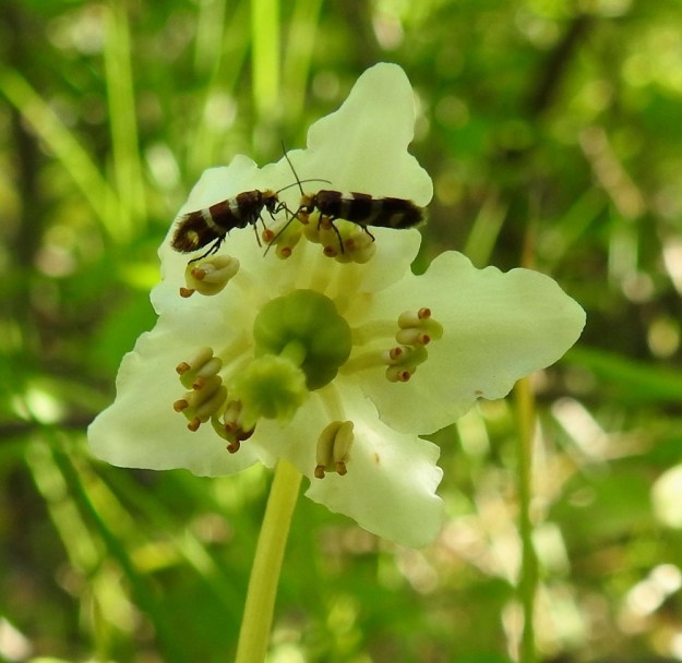 Moneses uniflora - tähtitalvikin heteiden ja emin mittasuhteista voisi päätellä, että pölyttäjinä toimivat isot hyönteiset. Pääpölytystä hoitavat kuitenkin pikkukärpäset, pikkuperhoset ja kovakuoriaiset, joita kukkien tuoksu houkuttelee. Hedelmöitys etenee todennäköisesti seuraavasti: Hyönteisen on helpointa saapua nuokkuvaan ja ylhäältä terälehtien rajaamaan kukkaan kiinnittymällä ensin luottiin ja sen liuskoihin. Siitä varsinkin kovakuoriaisten huonoina lentäjinä on helpointa kiivetä tukevaa vartaloa myöten heteiden luokse syömään siitepölyä. Siinä hommassa väkisinkin tuhriutuu ponsiputkista tuprahtelevaan pölyyn, joka seuraavalla lennolla siirtyy uuden kukan luotille. Kuvan pikkuperhoset ovat kultaleukaperhoja, Micropterix aureatella. Ks, Kuusamo, Vasaraperä, Jäkäläniemi, Yli-Kitka-järven kaakkoisranta Apajalahden ja Mäntyniemen välissä, Mäntyniementieltä nouseva metsärinne, 9.7.2019. Copyright Hannu Kämäräinen. Perhosmääritys Marko Mutanen.