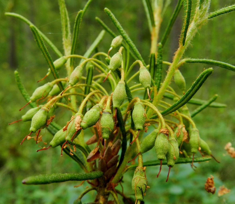 Rhododendron tomentosum - suopursun kotahedelmä on kaarevan peränsä vuoksi nuokkuva. Se on lähinnä sukkulamainen mutta tylppäpäinen ja aluksi vihreä. EH, Hämeenlinna, Idänpää, Aulangonjärven kaakkoispää, Kihtersuon rantaräme, 3.7.2012. Copyright Hannu Kämäräinen.