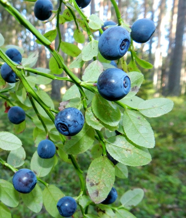 Vaccinium myrtillus - (kangas)mustikan marja on kukkapohjuksesta kehittynyt ja pallomainen sekä halkaisijaltaan yleensä noin 6-8 mm. Se on kypsänä yleisimmin sininen ja vahapeitteinen, kuten kuvassa. Marja on mehukas ja maultaan makea. Sen kärjessä säilyvät verhiön reunus ja sikiäimen ympyräkiekko. Mustikka on puolukan jälkeen toiseksi eniten kerätty marja Suomessa. Silti sen sadosta kerätään vain noin 5-6 % ja valtaosa jää metsään eläinten hyödynnettäväksi. Ja kyllä ne hyödyntävätkin! Suurin petoeläimemme, karhu, on niin mielistynyt mustikoihin, että voi riipiä niitä suuhunsa jopa 20 kiloa päivässä. EH, Hämeenlinna, Loimalahti, Kolkanmäki, omakotialueen viereinen mäntykangas, 20.8.2012. Copyright Hannu Kämäräinen.