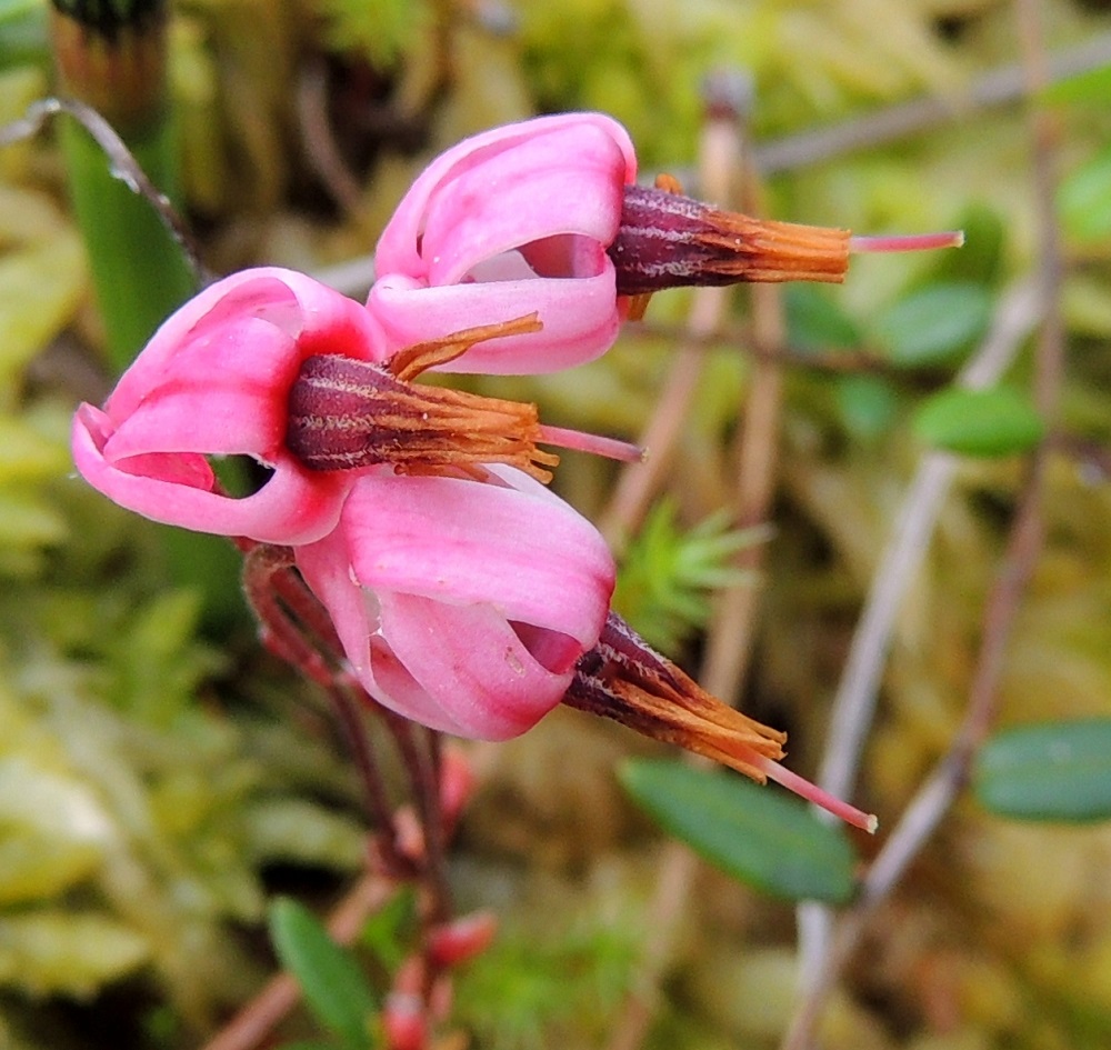 Vaccinium oxycoccos - isokarpalo ei pihtaa heteiden ja emin esillepanossa. Päinvastoin vähäistäkin estettä ehkä tuovat teriönliuskat kääntyvät tiiviisti taaksepäin. Samassa suvussa esim. mustikka, V. myrtillus, suojaa heteensä tiiviisti ruukkumaisen teriönsä sisäpuolelle. Mikä mahtaa olla näiden hyvin erilaisten rakenteiden pölytysbiologinen merkitys, kun molempien lajien tärkeimpiä pölyttäjiä ovat kukkien kokoon nähden isot kimalaiset. Kn, Kajaani, Vuolijoki, Käkilahti, Oulujärven Käkilahdesta alkavan pikkujoen, Kaivosojan, itäpuolella oleva Kaivosluhta, osittain rimpinen neva, 11.7.2015. Copyright Hannu Kämäräinen.