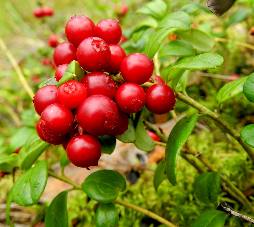 Vaccinium vitis-idaea - (taiga)puolukan marja on pallomainen, kiiltävä ja kypsänä punainen. Se on halkaisijaltaan yleensä noin 5-8 mm. Marjan pinta on muodostunut kukkapohjuksesta ja verhiöstä ja sen kärjessä näkyvät vielä verhiönliuskojen jäänteet. Myös jäänteitä emin vartalosta voi olla näkyvillä. EH, Hämeenlinna, Loimalahti, Hirsimäki, Vuokontien ja Kämmekäntien välinen kangasmetsäharjanne, 21.8.2011. Kuva Hannu Kämäräinen.