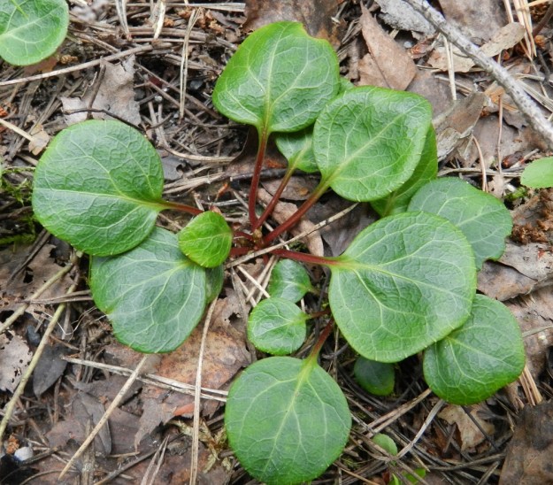 Pyrola chlorantha - keltatalvikin lehtilapa on pyöreä tai leveänsoikea ja tavallisesti noin 1,5-3,5 cm pitkä sekä leveimmältä kohtaa noin 1,5-3 cm leveä. Ruoti on siipipalteeton, kouru ja usein punaisen ruskehtava sekä tavallisesti noin 2-6 cm pitkä. EH, Hämeenlinna, Hangasmäki, Hangaskallion eteläpuoli, kangasmetsässä kulkevan Tervasaarentien laitametsä, 5.7.2012. Copyright Hannu Kämäräinen.