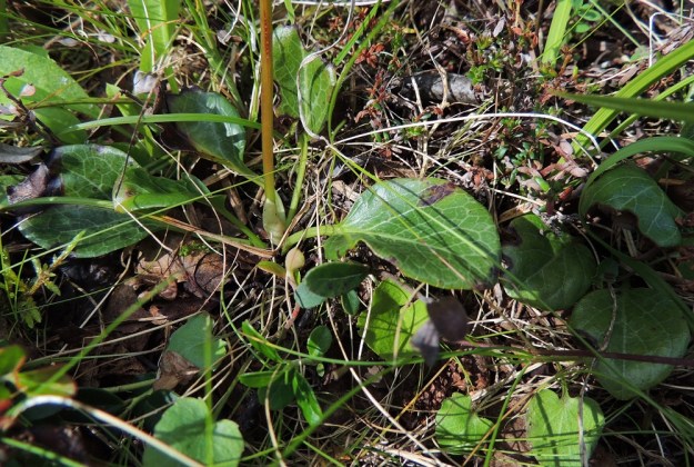 Pyrola rotundifolia subsp. norvegica - isotalvikin subsp. pohjanisotalvikin lehdet ovat tyvellä harsuhkona ruusukkeena. Ne ovat pitkäruotiset ja talvehtivat. Ruoti on siipipalteeton, kouruinen ja tavallisesti noin 2-4 cm pitkä sekä lehtilapaa lyhyempi. Ruusukkeissa voi kuitenkin olla yksittäisiä lehtiä, joiden ruoti on lapaa pitempi. Kuvassa ruusukkeen keskellä näkyy myös kukintovarren alin, suomumainen lehti. EnL, Enontekiö, Kilpisjärvi, Saanan lounainen alarinne lehtojensuojelualueen lounaispuolella, Käsivarrentieltä (21) loivasti Saanaa kohti nouseva tunturikoivikkorinne, 505 m mpy, 16.7.2013. Copyright Hannu Kämäräinen.