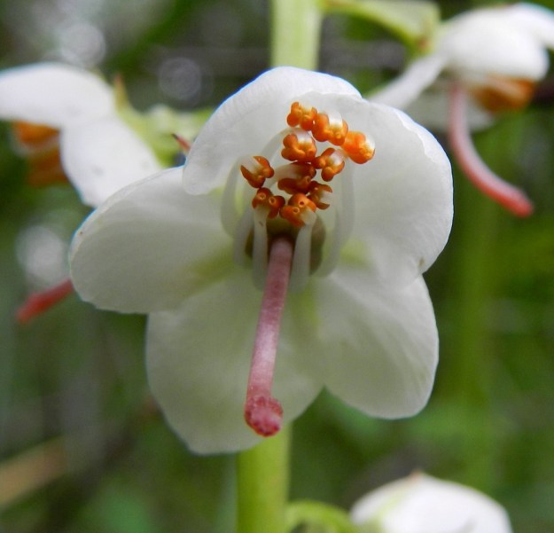 Pyrola rotundifolia subsp. rontundifolia - isotalvikin subsp. etelänisotalvikin ponnet avautuvat puoliskojensa kärkiaukon kautta. Vaikka heteet suuntautuvat ylös ja emin vartalo kaartuen alas, ponnet ovat aikalailla emin luotin yläpuolella ja niistä variseva siitepöly luotille mahdollistaa itsepölytyksen, mikäli siitepölyä syövät hyönteiset eivät saa aikaan ristipölytystä. EH, Ruovesi, Siikakangas, Röykkeenneva, pienen lähteikkösuon laita, 1.7.2011. Copyright Hannu Kämäräinen.