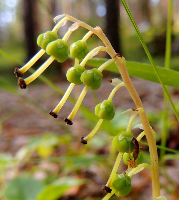 Orthilia secunda - nuokkutalvikin hedelmien kehittyessä latvaterttu kääntyy pystyyn. Kota on nuokkuva, lähes pallomainen, 4-5-lokeroinen ja kypsänä vaaleanruskea. Se on läpimitaltaan noin 3-4 mm. Sen kärjessä pysyy loppuun asti emin kuivunut vartalo. Myös verhiö säilyy hyväkuntoisena. Se on noin 1,5-2 mm pitkä ja viisiliuskainen. Liuskat ovat kolmiomaiset ja noin 1 mm pitkät. Tertun tyvipuolelta on vielä nähtävissä, kuinka heteet ovat kiinnittyneet sikiäimen (kypsyvän kodan) tyveen, verhiön alle. EH, Hämeenlinna, Hangasmäki, Hangaskallion eteläpuoli, kangasmetsässä kulkevan Tervasaarentien laide, 28.6.2013. Copyright Hannu Kämäräinen.