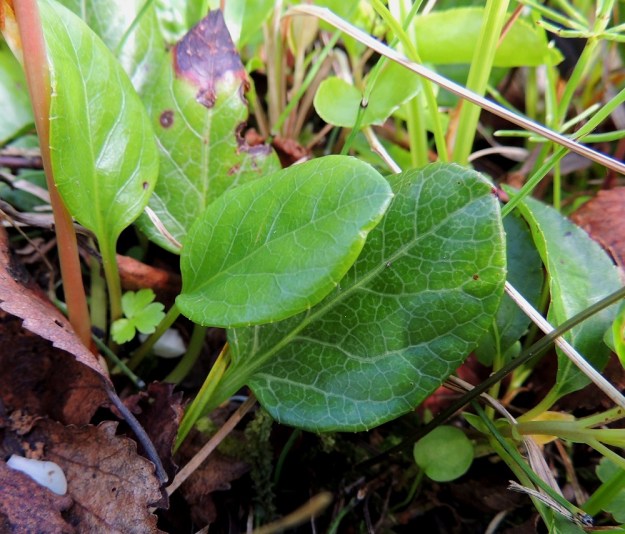 Pyrola rotundifolia subsp. norvegica - isotalvikin subsp. pohjanisotalvikin lehtilapa on paksu, nahkea ja pyöreänpuikea tai pitkänpyöreä. Aivan pyöreitä lehtiä ei ole. Lapa on tavallisesti noin 1,5-3,5 cm pitkä sekä leveimmältä kohtaa noin 1,2-2,5 cm leveä. EnL, Enontekiö, Kilpisjärvi, Saanan lounainen alarinne lehtojensuojelualueen lounaispuolella, Käsivarrentieltä (21) loivasti Saanaa kohti nouseva tunturikoivikkorinne, 520 m mpy, 16.7.2013. Copyright Hannu Kämäräinen.