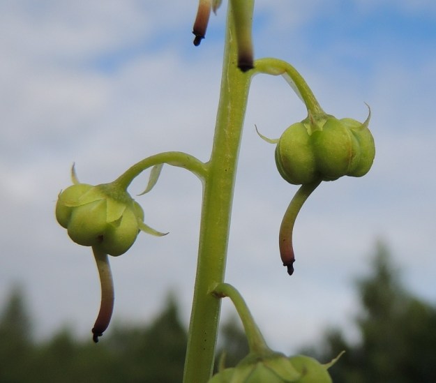 Pyrola rotundifolia subsp. rontundifolia - isotalvikin subsp. etelänisotalvikin kukista kehittyy itsepölytyksen ansiosta lähes aina kotahedelmä. Se on nuokkuva, pyöreä, viisilokeroinen ja kypsänä kellanruskea. Leveyttä on yleensä noin 5-7 mm ja korkeutta noin 4-5 mm. Kärjessä pysyy loppuun asti emin kuivunut vartalo. EH, Kouvola, Kuusankoski, Voikkaa, vanhan ratapiha-alueen nuori laitametsä, 27.7.2015. Copyright Hannu Kämäräinen.