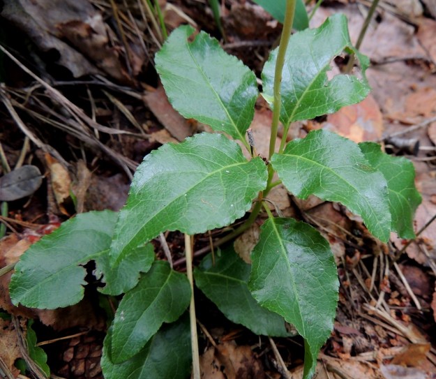 Orthilia secunda - nuokkutalvikin lehdet ovat ruodilliset, nahkeat, kaljut ja talvehtivat. Ruoti on tavallisesti noin 5-15 mm pitkä ja lapaa lyhyempi. Lapa on soikeahko, yleensä suippopäinen, tyveltään pyöreähkö tai suippeneva ja matalaan sahalaitainen. Se on tavallisesti noin 20-40 mm pitkä ja leveimmältä kohtaa noin 10-30 mm leveä. EH, Asikkala, Kalkkinen, Kymijoen rannalla olevan Virtovuoren kalliomäeltä rantaan laskeva lehtometsärinne, luonnonsuojelualue, 3.7.2013. Copyright Hannu Kämäräinen.