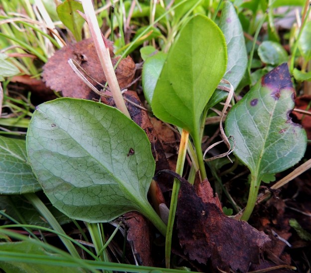 Pyrola rotundifolia subsp. norvegica - isotalvikin subsp. pohjanisotalvikin lehtilapa on kärjestään tylppä tai lyhytsuippuinen ja tyveltään pyöreä tai lyhyesti kiilatyvinen. Laita on ehyehkö tai matalanyhäinen ja usein kuvan tavoin pieninystyinen. Lapa on molemmin puolin vihreä. EnL, Enontekiö, Kilpisjärvi, Saanan lounainen alarinne lehtojensuojelualueen lounaispuolella, Käsivarrentieltä (21) loivasti Saanaa kohti nouseva tunturikoivikkorinne, 520 m mpy, 16.7.2013. Copyright Hannu Kämäräinen.