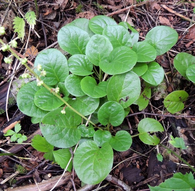 Pyrola rotundifolia subsp. rontundifolia - isotalvikin subsp. etelänisotalvikin lehtilapa on nahkea, paksu ja sileä sekä talvehtiva. Pyöreissä ja leveänsoikeissa lehdissä myös kärki on pyöreä tai tylppä. Pyöreänpuikeiden lehtien kärki on lyhytsuippuinen. Lapa on tavallisesti noin 2-5 cm pitkä sekä suunnilleen saman levyinen tai leveänsoikeissa lehdissä hieman kapeampi. Maarönsyjen tai niiden haarojen kärkeen kasvavat lehtiruusukkeet eivät ehdi kukkia samana vuonna. EH, Kouvola, Kuusankoski, Voikkaa, vanhan ratapiha-alueen nuori laitametsä, 27.7.2015. Copyright Hannu Kämäräinen.