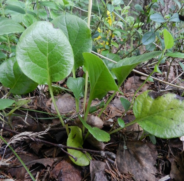 Pyrola rotundifolia subsp. rontundifolia - isotalvikin subsp. etelänisotalvikin lehtilapa on molemmin puolin vihreä ja sen laita on ehyehkö tai hyvin matalanyhäinen. Ruoti on siipipalteeton, kouruinen ja tavallisesti noin 3-8 cm pitkä sekä lehtilapaa pitempi. Ruusukkeissa on kuitenkin kuvan tavoin usein myös lehtiä, joiden ruoti on noin lavan pituinen tai sitä lyhyempi. EH, Ruovesi, Siikakangas, Röykkeenneva, pienen lähteikkösuon laita, 1.7.2011. Copyright Hannu Kämäräinen.