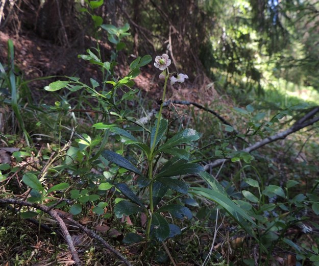 Chimaphila umbellata - (kangas)sarjatalvikki on tyveltä koheneva, muuten pysty ja noin 10-25 cm korkea varpu, jonka kasvupaikkoja ovat kuivahkot kangasmetsät ja harjut. Se on käynyt yhä harvinaisemmaksi, koska kestää huonosti metsien uudistamis- ja hoitotoimia. EH, Hattula, Takajärvi, järven pohjoispuoli, Lintusaaren koillispuolinen harju, 23.7.2014. Copyright Hannu Kämäräinen.