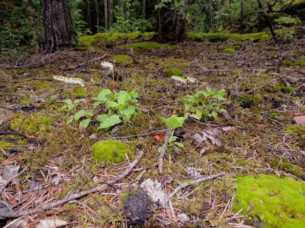 Orthilia secunda - nuokkutalvikki on erityisesti tuoreiden ja korpimaisten kangasmetsien tunnusomainen laji. Se suosii usein kuitenkin avoimempia kasvupaikkoja ja menestyy kallioalueidenkin liepeillä. ES, Lappeenranta, Mäntylä, Mäntylänmäen luonnonsuojelualue, metsäisen kalliomäen lakialue, 8.7.2015. Copyright Hannu Kämäräinen.