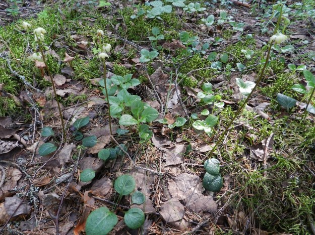 Pyrola chlorantha - keltatalvikin juurakko on pitkä, suikertava ja maarönsyinen. Sen avulla talvikki voi levittäytyä kasvustolaikuiksi. Keltatalvikin lehdet kiinnittävät huomiota tummalla vihreydellään. Seuralaisena ympärillä mm. kukkimaton nuokkutalvikki, Orthilia secunda. EH, Ruovesi, Siikakangas, Röykkeenneva, pienen lähteikkösuon laitametsä, 1.7.2011. Copyright Hannu Kämäräinen.