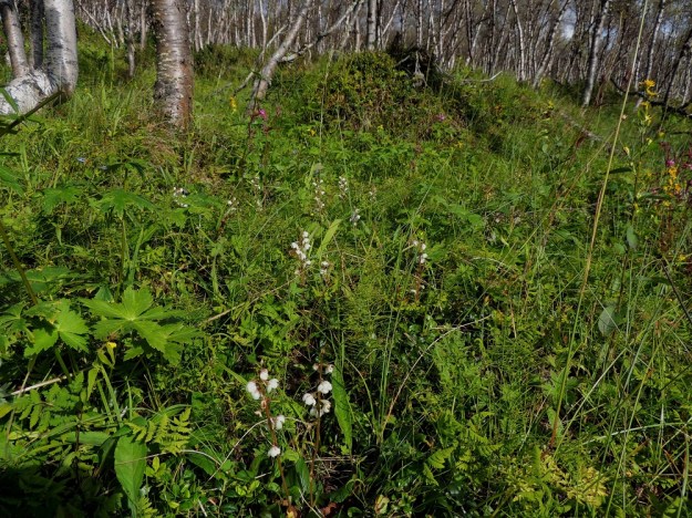 Pyrola rotundifolia subsp. norvegica - isotalvikki subsp. pohjanisotalvikki kasvaa Pohjois-Suomessa lähinnä lehtomaisissa kangasmetsissä, lehdoissa ja letoilla sekä kuvan tavoin tunturikoivikoissa, tunturiniityillä ja -kankailla. EnL, Enontekiö, Kilpisjärvi, Saanan lounainen alarinne lehtojensuojelualueen lounaispuolella, Käsivarrentieltä (21) loivasti Saanaa kohti nouseva tunturikoivikkorinne, 520 m mpy, 16.7.2013. Copyright Hannu Kämäräinen.