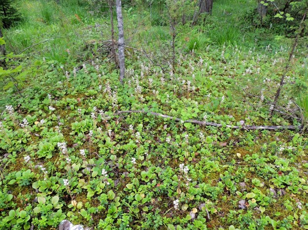 Pyrola rotundifolia subsp. rontundifolia - isotalvikki subsp. etelänisotalvikki on erityisesti tuoreiden ja lehtomaisten kangasmetsien kasvi, joskin sen voi tavata myös rehevistä korvista ja jopa letoilta. ES, Lappeenranta, Mattila, Mattilankangas, pohjoisosa, kangasmetsän kallioinen alue, 8.7.2015. Copyright Hannu Kämäräinen.