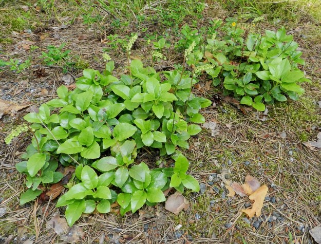 Orthilia secunda - nuokkutalvikki levittäytyy tehokkaimmin kasvullisesti. Sen juuristo on jopa metrin mittainen ja maarönsyinen. Rönsyt voivat synnyttää tiheitäkin kasvustolaikkuja. Tiheyttä lisää vielä varsien haarominen maarajasta. Maarönsyn tai haaran kärkeen syntyy ensin lehtikiehkura. Yhtenä tai kahtena seuraavana kesänä varren jatkeeksi kasvavat vielä uudet lehtikiehkurat ennen kuin varsi kasvattaa kukkavarren. EH, Hämeenlinna, Loimalahti, kangasmetsä Tervaniemen ulkoilureitin varrella, 4.7.2012. Copyright Hannu Kämäräinen.