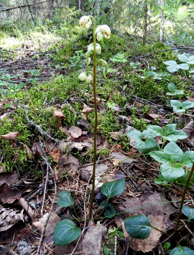 Pyrola chlorantha - keltatalvikki on pysty ja noin 10-30 cm korkea ruoho. Ruusukelehtien ruoti on lapaansa pitempi. EH, Ruovesi, Siikakangas, Röykkeenneva, pienen lähteikkösuon laitametsä, 1.7.2011. Copyright Hannu Kämäräinen.