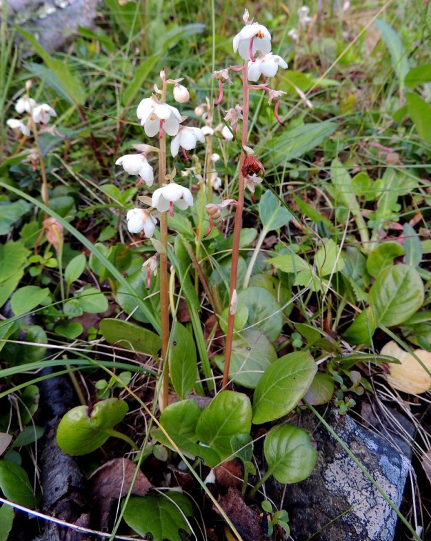 Pyrola rotundifolia subsp. norvegica - isotalvikki subsp. pohjanisotalvikki on pysty, ruusukelehtinen ja noin 10-20 cm korkea ruoho. Juurakko on pitkä, suikertava ja maarönsyinen. Haarovat rönsyt voivat kasvattaa lähekkäisiä ruusukkeita ja kukintovarsia. Varsi, joka on samalla myös kukintoperä, on haaraton ja ohut. Sen tyvellä ja ylös kukintoon saakka on kierteisesti harvakseen suomumaisia pikkulehtiä, jotka ovat soikeahkoja ja noin 7-15 mm pitkiä. EnL, Enontekiö, Kilpisjärvi, Saanan jyrkkä lounaisrinne ensimmäisen, matalan kallioseinämän alapuolella, tunturikoivikko retkeilykeskuksen kohdalla, luonnonsuojelualue, 560 m mpy, 16.7.2013. Copyright Hannu Kämäräinen.