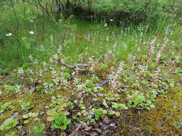 Pyrola rotundifolia subsp. rontundifolia - isotalvikin subsp. etelänisotalvikin juurakko on pitkä, suikertava ja maarönsyinen. Sen avulla kasvullinen levittäytyminen on usein siementaimia tehokkaampaa. Niinpä vähän isompikin kasvustolaikku voi olla samaa kloonia. Kuvan kasvupaikka on tavallista, kallioista kangasmaastoa ravinteisempi johtuen noin kilometrin päässä olevasta kalkkilouhoksesta kantautuvasta kalkkipölystä. Siitä kertovat myös kuvan vasemmassa yläkulmassa näkyvät soikkokaksikot, Neottia ovata. Ilmiselvästi myös talvikki on hyötynyt kalkkilisästä. ES, Lappeenranta, Mattila, Mattilankangas, pohjoisosa, kangasmetsän kallioinen alue, 8.7.2015. Copyright Hannu Kämäräinen.