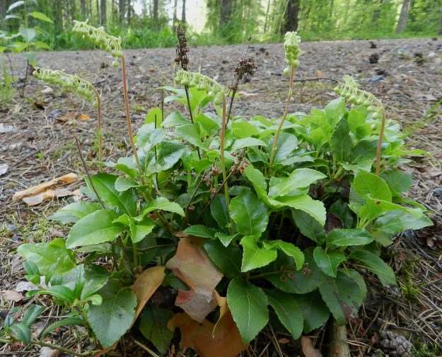 Orthilia secunda - nuokkutalvikki voi hakeutua sammalpeitteisestä metsämaasta erilaisten väylien laiteille, jopa ratasepelille. Johtuneeko tämä sitten lajin valohakuisuudesta vai kilpailun kaihtamisesta. Joka tapauksessa avoimille kasvupaikoille syntyvät tiheimmät kasvustolaikut. Edellisvuoden siemenkotaiset kukkavarret säilyvät usein uuteen kukintaan saakka. EH, Hämeenlinna, Loimalahti, kangasmetsässä kulkevan Tervaniemen ulkoilureitin laide, 4.7.2012. Copyright Hannu Kämäräinen.