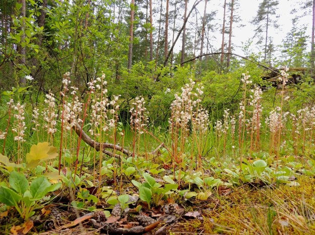 Pyrola rotundifolia subsp. rontundifolia - isotalvikin subsp. etelänisotalvikin maarönsyt voivat haaroa myös kärjestään maarajassa. Tällöin syntyy usein tiheitä lehti- ja varsiryhmiä. ES, Lappeenranta, Mattila, Mattilankangas, pohjoisosa, kangasmetsän kallioinen alue, 8.7.2015. Copyright Hannu Kämäräinen.