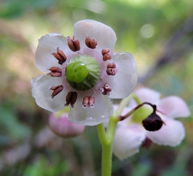 Chimaphila umbellata - (kangas)sarjatalvikin terälehdet ovat pyöreähköpäiset ja lyhyesti ripsureunaiset. Heteitä on useimmiten kymmenen ja joskus kahdeksan. Palhojen tyviosa on lähes pallomaisen leveä (näkyvät kuvassa hieman terälehtien pohjaväriä tummempina pyörylöinä). Ponnet ovat noin 2 mm pitkät ja niiden molemmat puoliskot avautuvat laajan kärkiaukon kautta. Sikiäin on kookas, harjuinen ja läpimitaltaan noin 4-5 mm. Emin vartalo on niin lyhyt, että pyöreä, kookas ja levymäinen luotti näyttää olevan aivan kiinni sikiäimen kärjessä (lyhyys näkyy edellisessä kuvassa). EH, Hattula, Takajärvi, järven pohjoispuoli, Lintusaaren koillispuolinen harju, 23.7.2014. Copyright Hannu Kämäräinen.