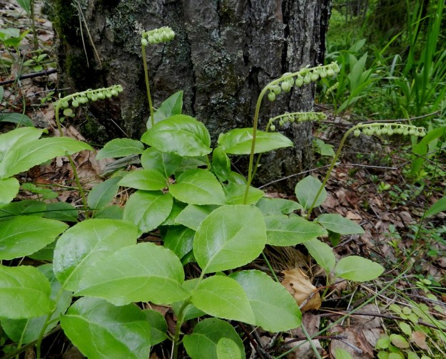 Orthilia secunda - nuokkutalvikin kukinto on jo nuppuvaiheessa nuokkuva. Lehdet ovat iästä riippuen vaaleanvihreät tai vähän tummemmat ja päältä himmeäkiiltoiset. EH, Hämeenlinna, Hangasmäki, Hangaskallion eteläpuoli, kangasmetsä Tervasaarentien varressa, 5.7.2012. Copyright Hannu Kämäräinen.