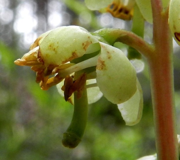 Pyrola chlorantha - keltatalvikin teriö on avoimen kellomainen ja tavallisesti noin 8-12 mm leveä. Heteitä on kymmenen. Ne eivät juurikaan ulkone kukasta toisin kuin kukan kokoon nähden iso ja paksu emin vartalo. EH, Hämeenlinna, Hangasmäki, Hangaskallion eteläpuoli, kangasmetsässä kulkevan Tervasaarentien laitametsä, 5.7.2012. Copyright Hannu Kämäräinen.