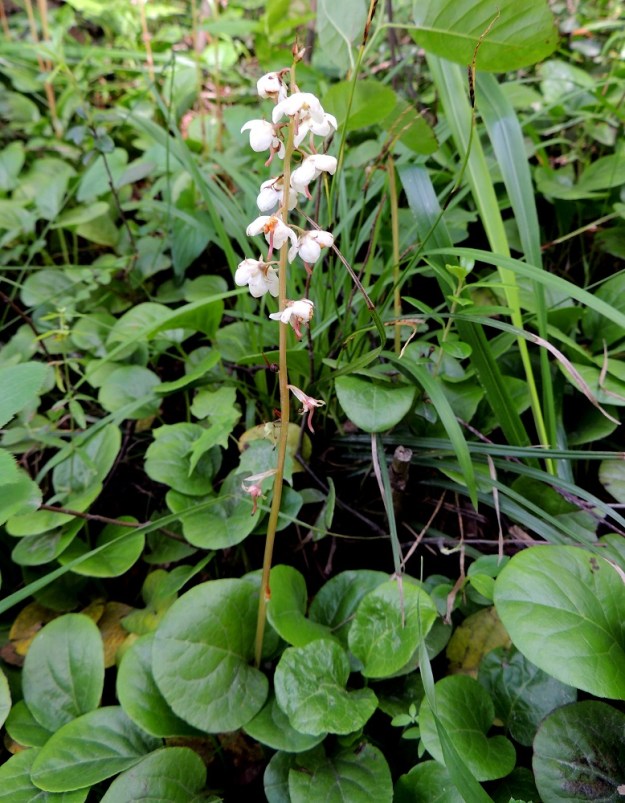 Pyrola rotundifolia subsp. rotundifolia - isotalvikin subsp. etelänisotalvikin lehtien lapa on tieteellisen nimensä mukaisesti enimmäkseen pyöreä. Muoto kuitenkin ruusukkeiden sisällä jonkin verran vaihtelee pyöreänpuikeaan ja leveänsoikeaan. Yksittäisen lehden sijaan onkin hyvä katsoa aina ruusukkeen kokonaisuutta. EH, Hämeenlinna, Ahvenisto Ahvenistonharju, Ahvenistonjärvelle jyrkästi laskeva harjurinne, 4.7.2014. Copyright Hannu Kämäräinen.