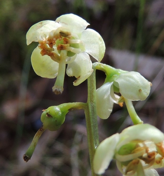 Pyrola chlorantha - keltatalvikin teriö on säteittäisesti viisiterälehtinen. Terälehdet ovat soikeat tai pyöreänsoikeat ja tavallisesti noin 5-6 mm pitkät sekä leveimmältä kohtaa noin 3-4 mm leveät Tieteellisen lajinimen mukaan teriö on vihertävä, vaikka sopivassa valaistuksessa se voi näyttää kuvan tavoin valkoiselta. Kukkaperä on yleensä noin 3-7 mm pitkä Kukan tukilehti on useimmiten perää lyhyempi, suikeahko ja noin 2-4 mm pitkä. EH, Hämeenlinna, Hangasmäki, Hangaskallion eteläpuoli, kangasmetsässä kulkevan Tervasaarentien laitametsä, 28.6.2013. Copyright Hannu Kämäräinen.