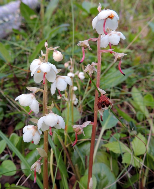Pyrola rotundifolia subsp. norvegica - isotalvikin subsp. pohjanisotalvikin kukintoperä ja -ranka ovat särmikkäät ja kaljut. Teriö on avoimen kellomainen, valkoinen ja tavallisesti noin 10-15 mm leveä sekä säteittäisesti viisiterälehtinen. Terälehdet ovat pyöreänsoikeat, hieman lomittaiset ja tavallisesti noin 5-7 mm pitkät sekä leveimmältä kohtaa noin 4-5 mm leveät. EnL, Enontekiö, Kilpisjärvi, Saanan jyrkkä lounaisrinne ensimmäisen, matalan kallioseinämän alapuolella, tunturikoivikko retkeilykeskuksen kohdalla, luonnonsuojelualue, 560 m mpy, 16.7.2013. Copyright Hannu Kämäräinen.