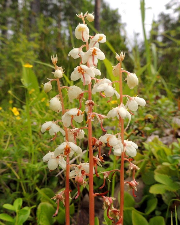 Pyrola rotundifolia subsp. rontundifolia - isotalvikin subsp. etelänisotalvikin kukintoperä, on ohut, särmikäs ja kuten kuvasarjasta näkyy, sen väri vaihtelee vaalean- tai kellanvihreästä punertavaan. Tertun kukinta-aika on pitkähkö. Samaan aikaan, kun alimmat kukat kypsyttelevät kohti kotavaihetta, terttu kasvaa pituutta kärjestään ja ylimmät kukat ovat vasta esivaiheessa. ES, Lappeenranta, Mattila, Mattilankangas, pohjoisosa, kangasmetsän kallioinen alue, 8.7.2015. Copyright Hannu Kämäräinen.