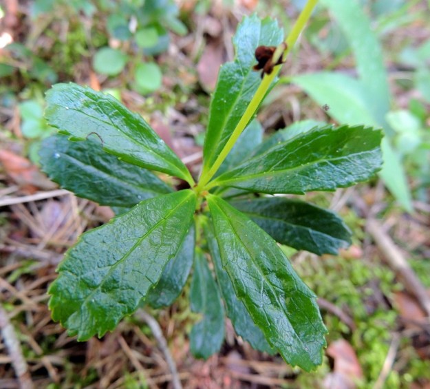 Chimaphila umbellata - (kangas)sarjatalvikin kierteisissä lehtikiehkuroissa on yleensä kolmesta viiteen talvehtivaa lehteä. Lehtiruoti on yleensä noin 2-5 mm pitkä ja kouruinen. EH, Hattula, Takajärvi, järven pohjoispuoli, Lintusaaren koillispuolinen harju, 23.7.2014. Copyright Hannu Kämäräinen.