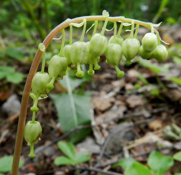 Orthilia secunda - nuokkutalvikin kukinto on tiheähkö, tieteellisen lajinimensä mukaisesti toispuolinen ja nuokkuva latvaterttu Se on useimmiten noin 2-5 cm pitkä ja noin 7-25-kukkainen. Kukat ovat perällisiä ja tukilehdellisiä. Kukkaperä on noin 3-5 mm pitkä. Tukilehdet ovat soikeat tai suikeat ja valkoiset tai vihertävät sekä noin 2-5 mm pitkät. Kukat ovat vihertävät tai seuraavan kuvan tavoin valkoiset. EH, Hämeenlinna, Idänpää, Kihtersuo, Aulangonjärven eteläkulma, uimarannalle vievän kävelytien laide, 3.7.2012. Copyright Hannu Kämäräinen.