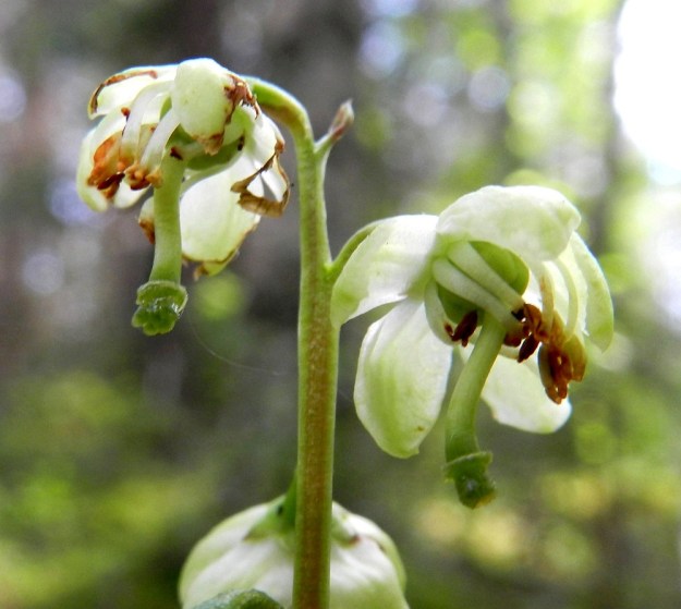 Pyrola chlorantha - keltatalvikin heteet kaareutuvat sikiäimen tyveltä ja ovat ponsineen noin 5-7 mm pitkät. Palhot ovat valkoiset ja litteät. Sikiäimen kärjessä oleva emin vartalo luotteineen on vihreä tai kellanvihreä, käyrä ja alaspäin taipunut sekä useimmiten noin 6-7 mm pitkä. Luotti on tyveltään levymäinen ja pyöreä sekä kärjestään viisinystermäinen tai -liuskainen. Myös isotalvikin, P. rotundifolia, emin vartalo on käyrä mutta väriltään punainen tai kellanpunainen. EH, Ruovesi, Siikakangas, Röykkeenneva, pienen lähteikkösuon laitametsä, 1.7.2011. Copyright Hannu Kämäräinen.